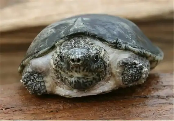 The identity of the flatback musk turtle