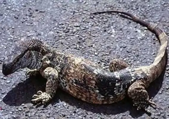 Diphtheria giant iguana identity information