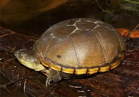 Identity information for yellow mud turtles