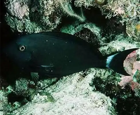 Whitefin Black Hanging Identity Information