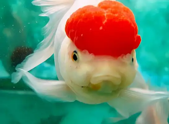 I.D. on the crane top goldfish