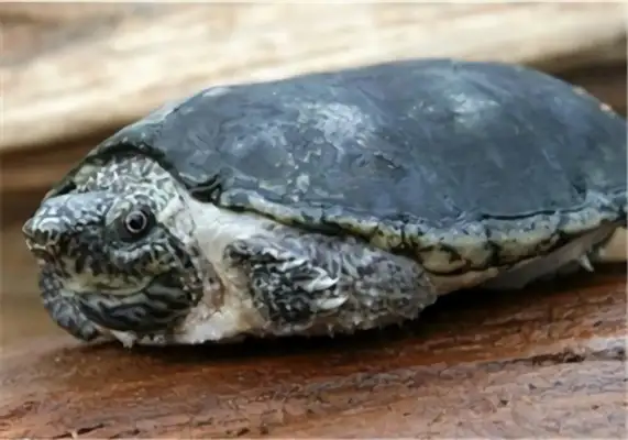 The identity of the flatback musk turtle