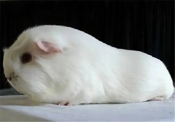 Identity information for a white phoenix