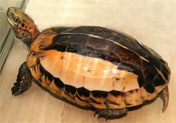 Information on the identity of the yellow shell turtle