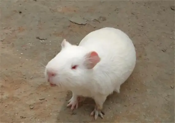 Identity information for a white phoenix