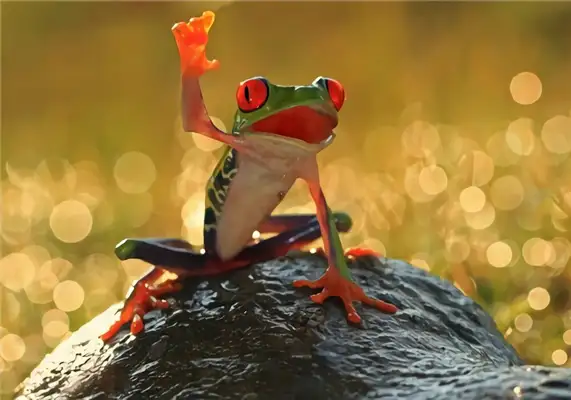 Red Eye Frog Identity Information