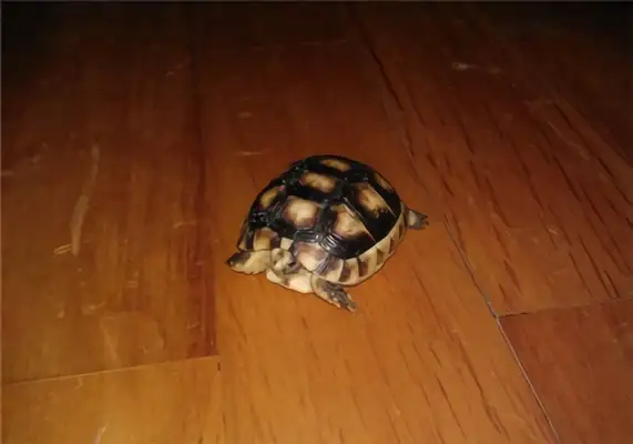 Information on the identity of the turtle