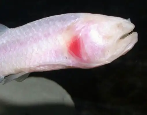 Blind fish identity information