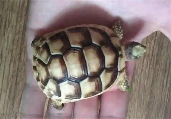 Information on the identity of the turtle