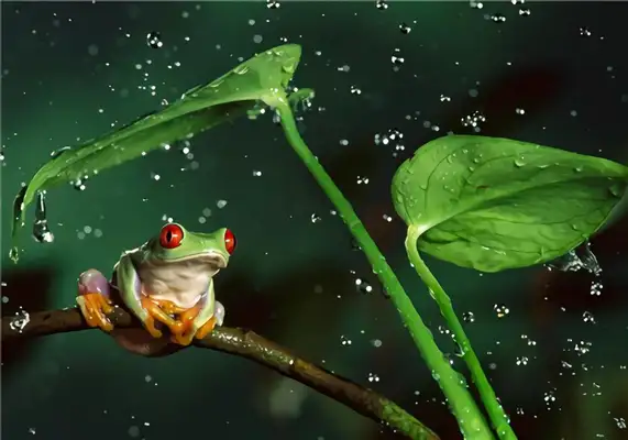 Red Eye Frog Identity Information