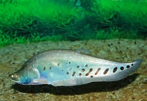 I.D.S