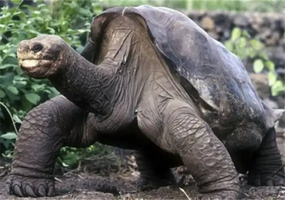 Galapagos looks like turtle identity information