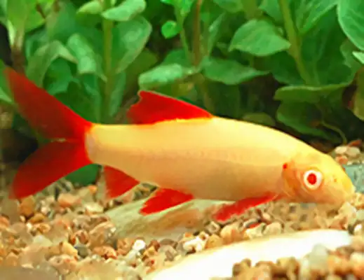 Rainbow Shark Identity Information