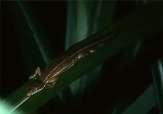 Information on the identity of the Taiwan iguana