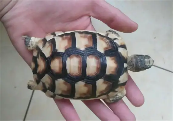 Information on the identity of the turtle