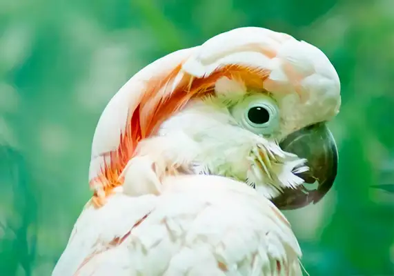 Information on the identity of the macaw in Moluccas
