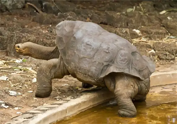 Galapagos looks like turtle identity information