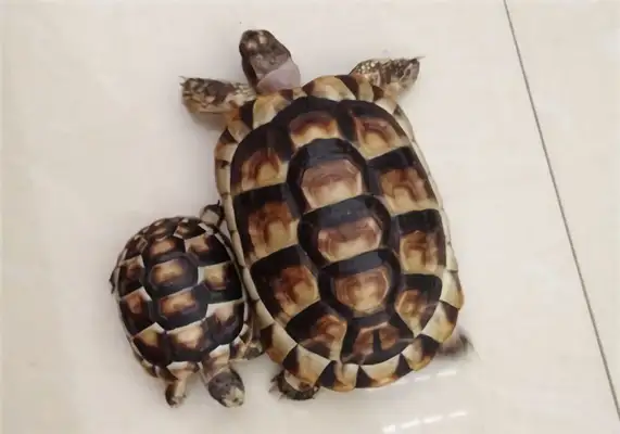 Information on the identity of the turtle