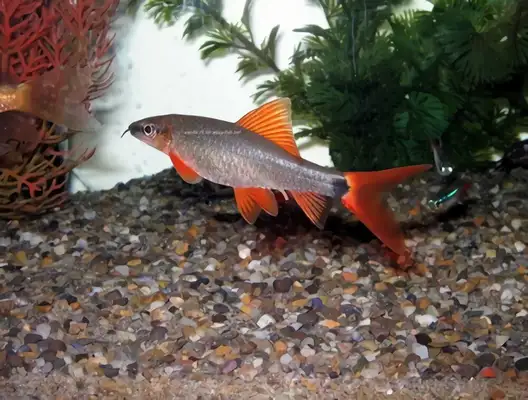 Rainbow Shark Identity Information