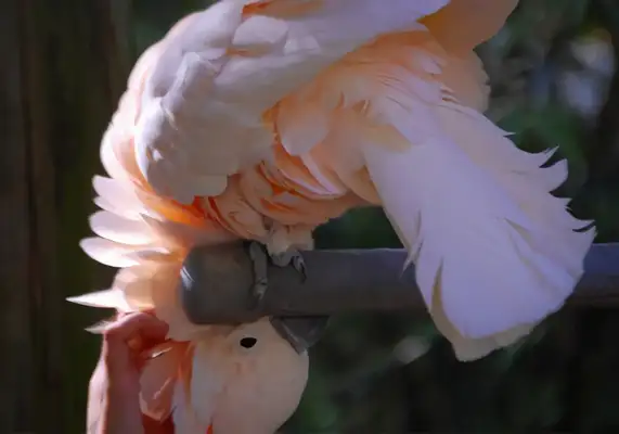 Information on the identity of the macaw in Moluccas