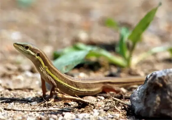 Information on the identity of the Taiwan iguana