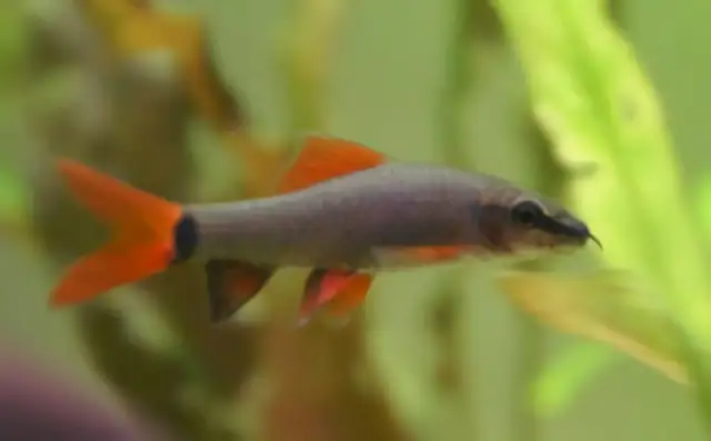 Rainbow Shark Identity Information