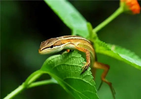 Information on the identity of the Taiwan iguana