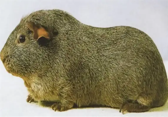 Silver gill rat identity information
