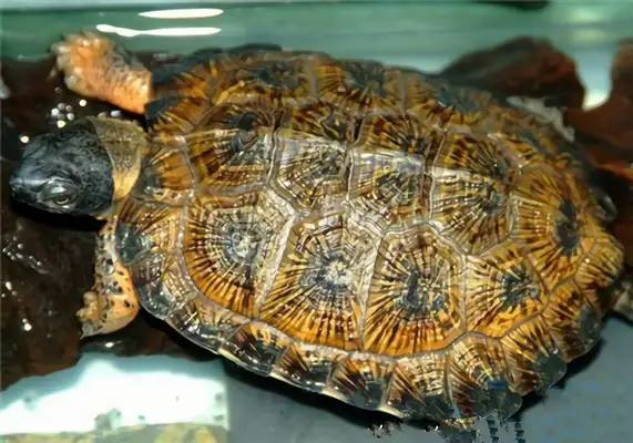 Wood sculpting turtle identity information