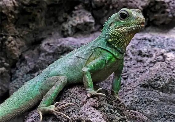 China Dragon Identity Information