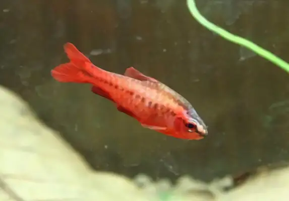 Cherry lightfish ID