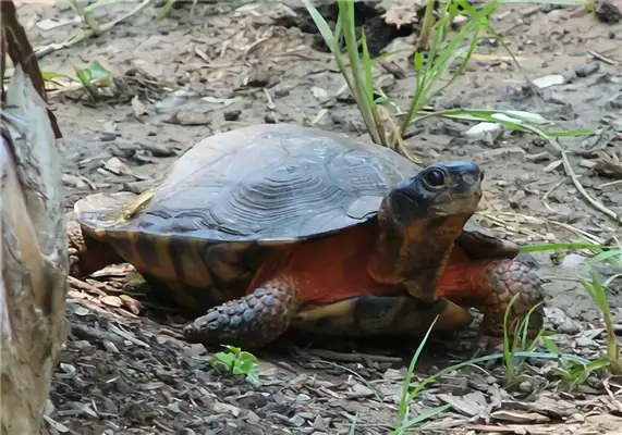 Wood sculpting turtle identity information