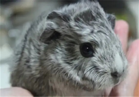Silver gill rat identity information
