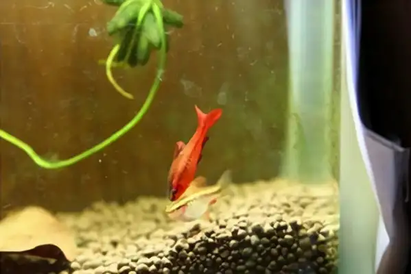 Cherry lightfish ID