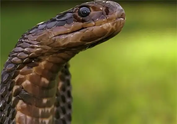 Forest Cobra Identity Information