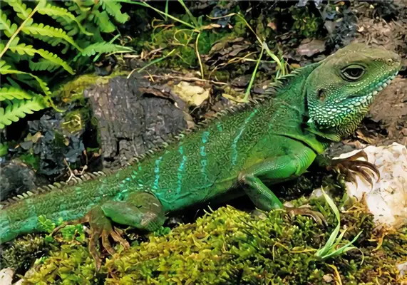 China Dragon Identity Information