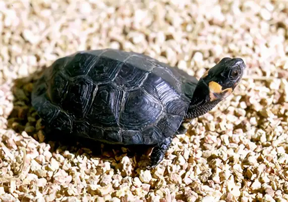 Wood sculpting turtle identity information