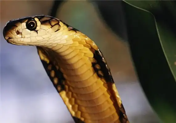 Forest Cobra Identity Information