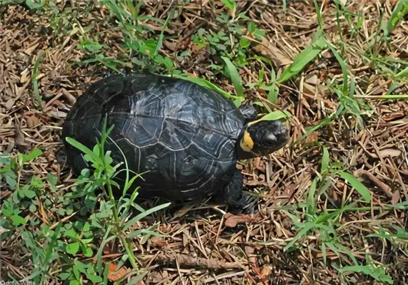 Information on the identity of the turtle
