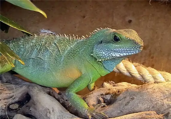 China Dragon Identity Information
