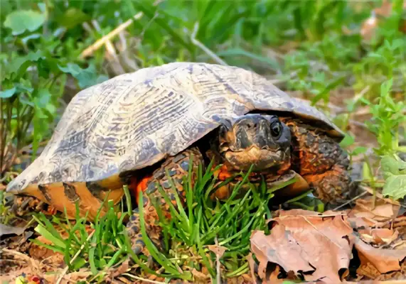Wood sculpting turtle identity information