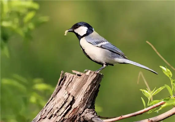 Big tits ID