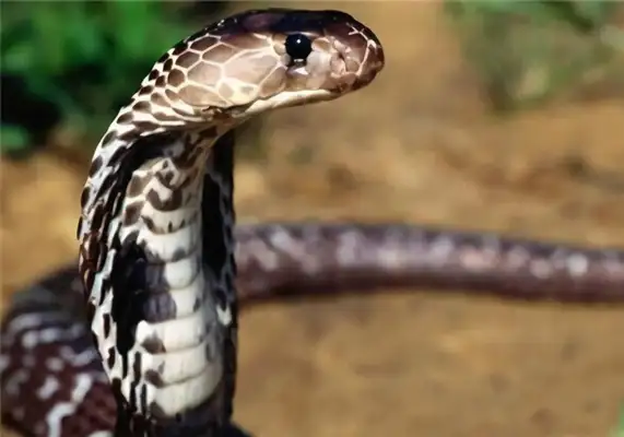 Forest Cobra Identity Information