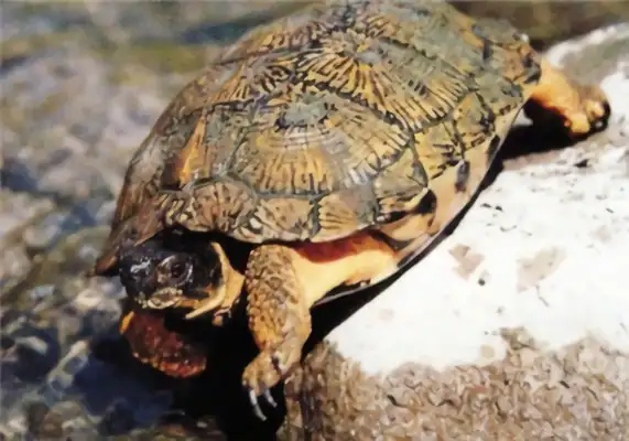 Wood sculpting turtle identity information