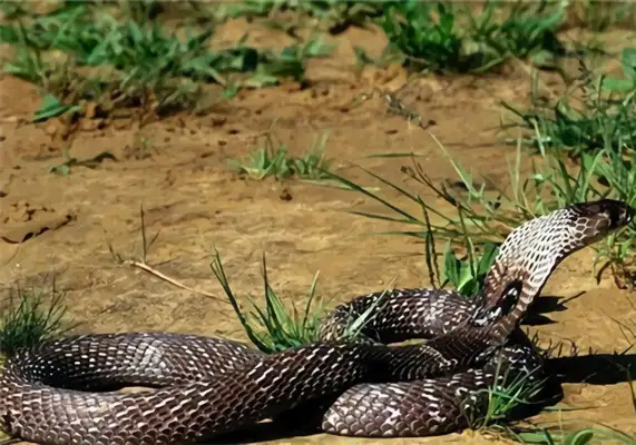 Forest Cobra Identity Information