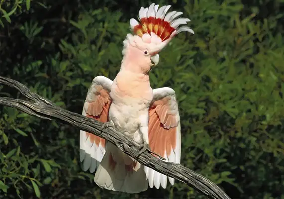 Information on the identity of the macaw in Moluccas