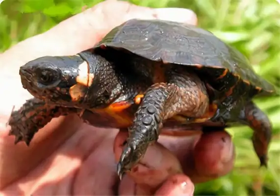 Information on the identity of the turtle