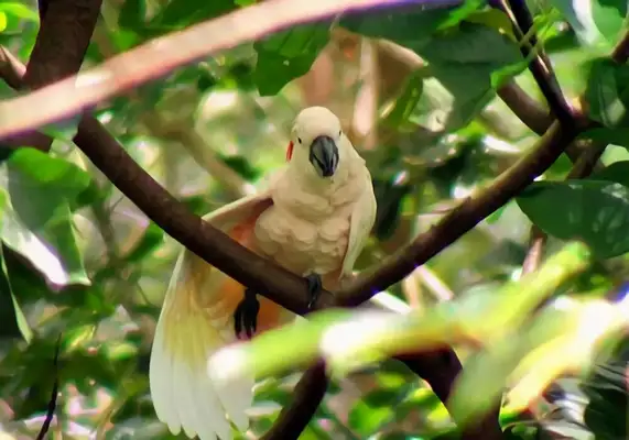 Information on the identity of the macaw in Moluccas