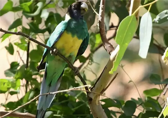 I.D. on the parrot in Lincoln Harbor