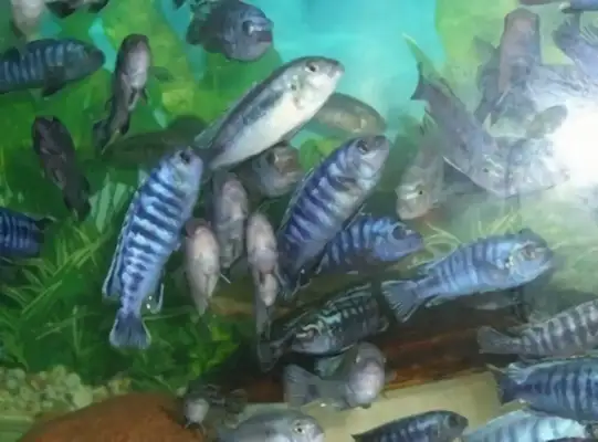 Lightning Prince Fish ID